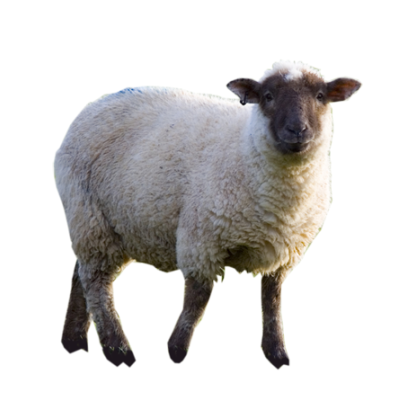 Lambakasvatus