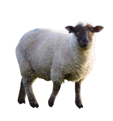 Lambakasvatus
