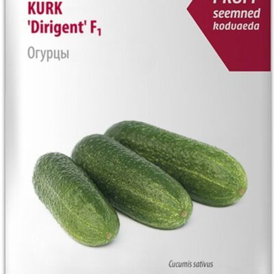 Kurk Dirigent 15s|