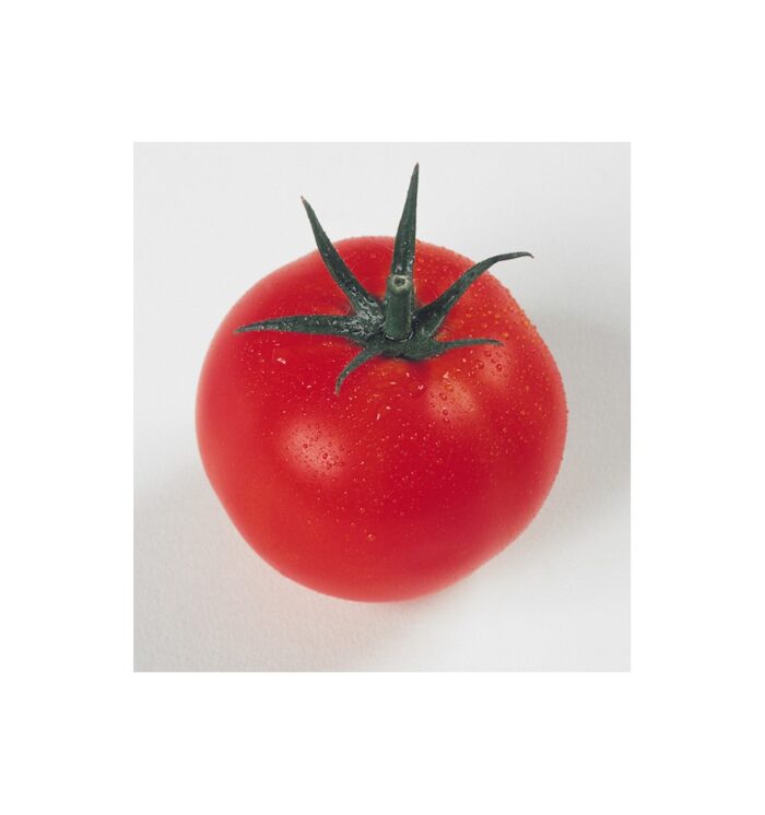 tomato pablo