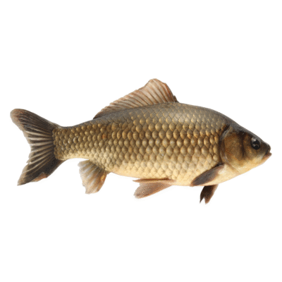 Kalad