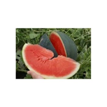 Arbuus 'Sugar Delicata' F1, 5s