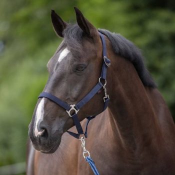 Päitsed hobusele 1/Pony Tumesinine 3222131 COVALLIERO