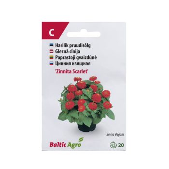 Pruudisõlg 'Zinnita Scarlet' 20s