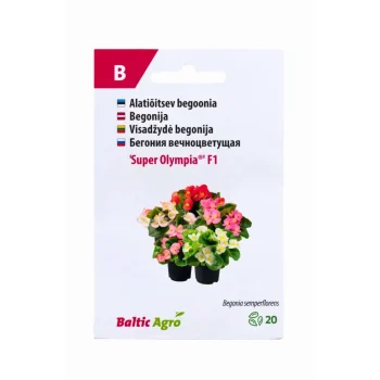 Begoonia 'Super Olympia®'