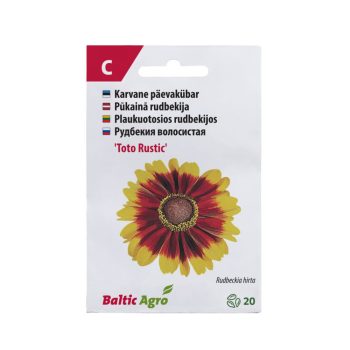 Päevakübar 'Toto Rustic'